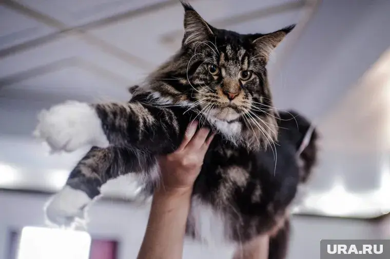 Король кошек - история появления, характер, как ухаживать