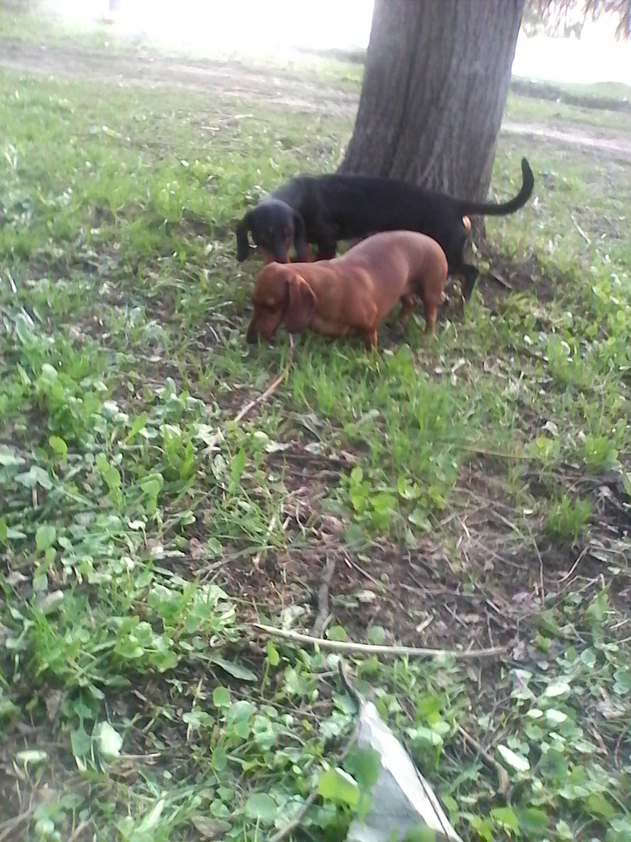 Бездомные собаки - дичь для дог-хантеров или всё-таки возможность быть человеком?