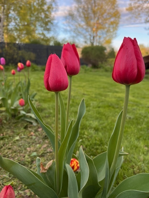 Можно ли вернуть семена и луковицы в магазин?