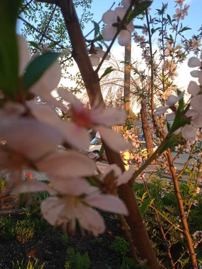 Как вырастить персик из косточки: мой удачный опыт