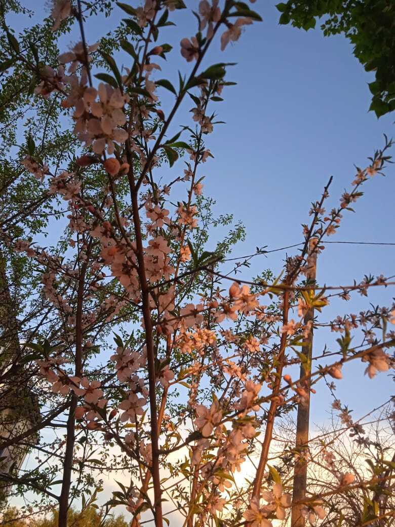 Как вырастить персик из косточки: мой удачный опыт