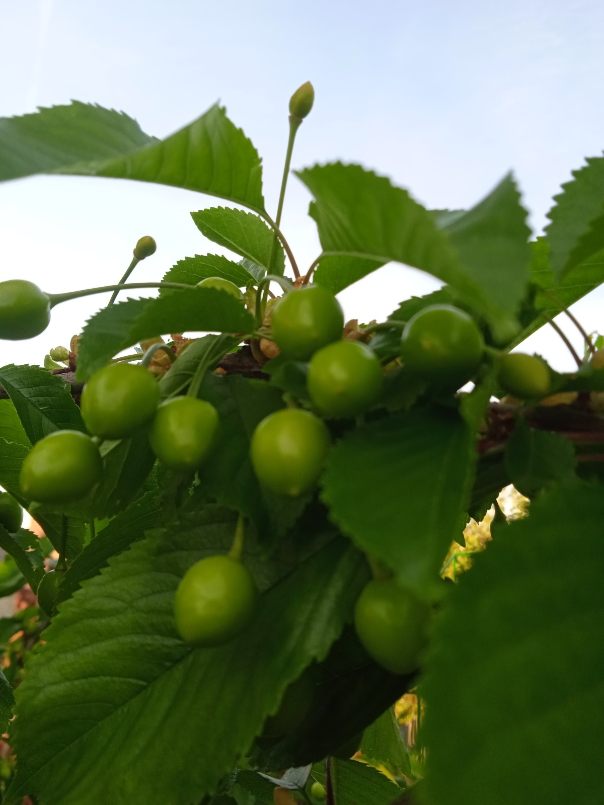 Как мы спасали в апреле 2025 года свой сад от заморозков