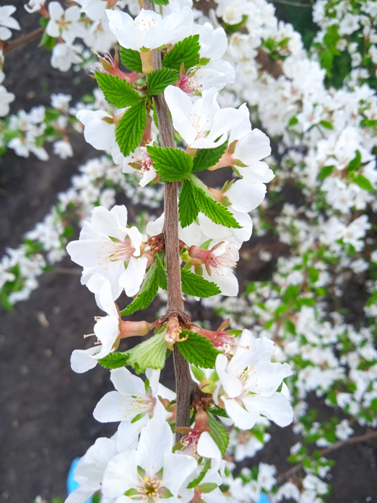 Как мы спасали в апреле 2025 года свой сад от заморозков