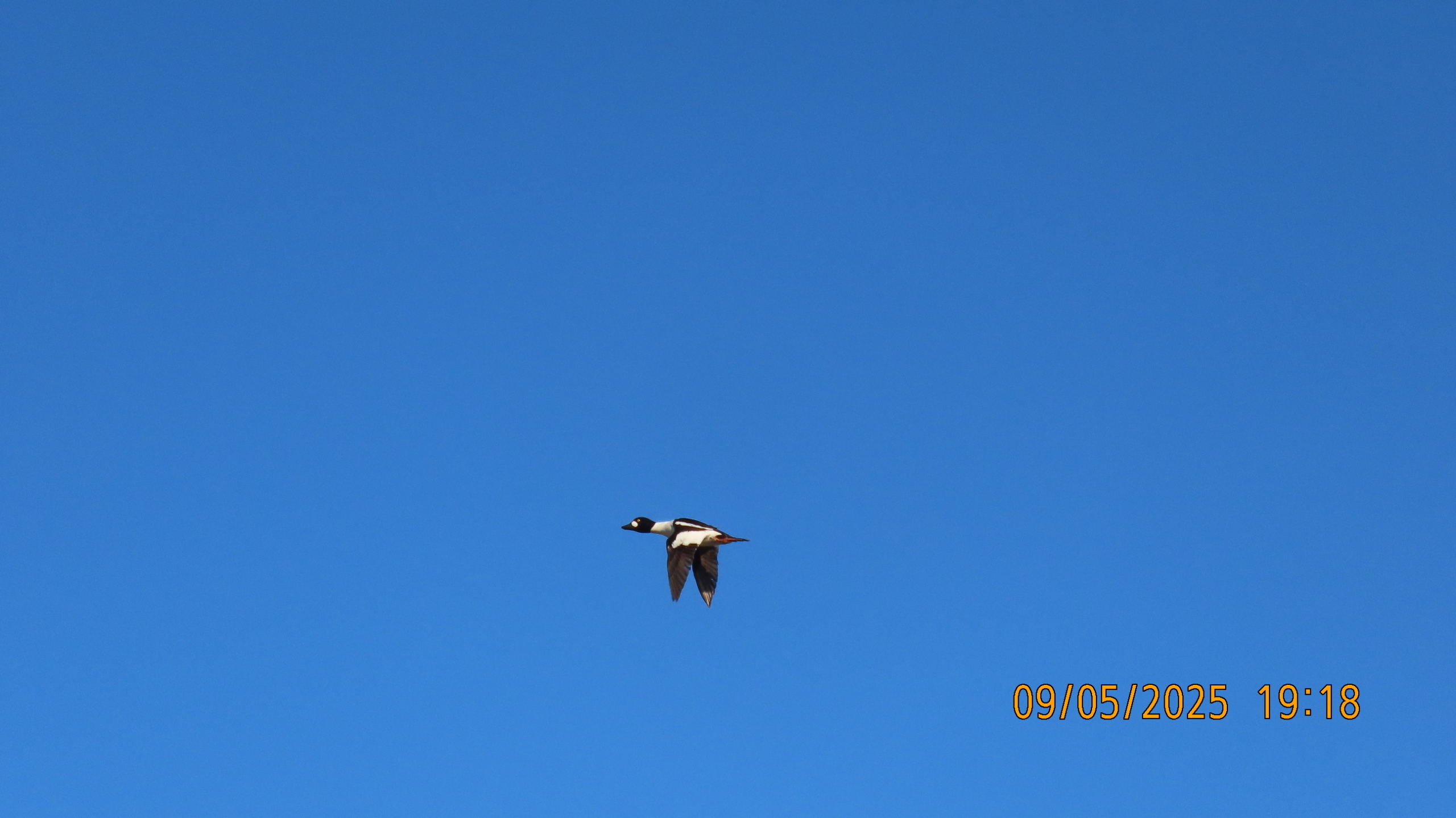 9 мая 2025 в Межстоличье. Вечная память воинам ВОВ