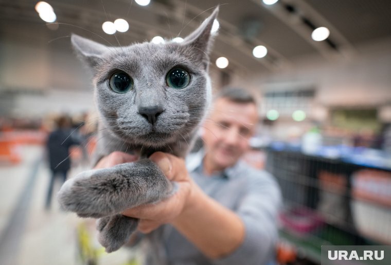 Русская аристократка среди кошек