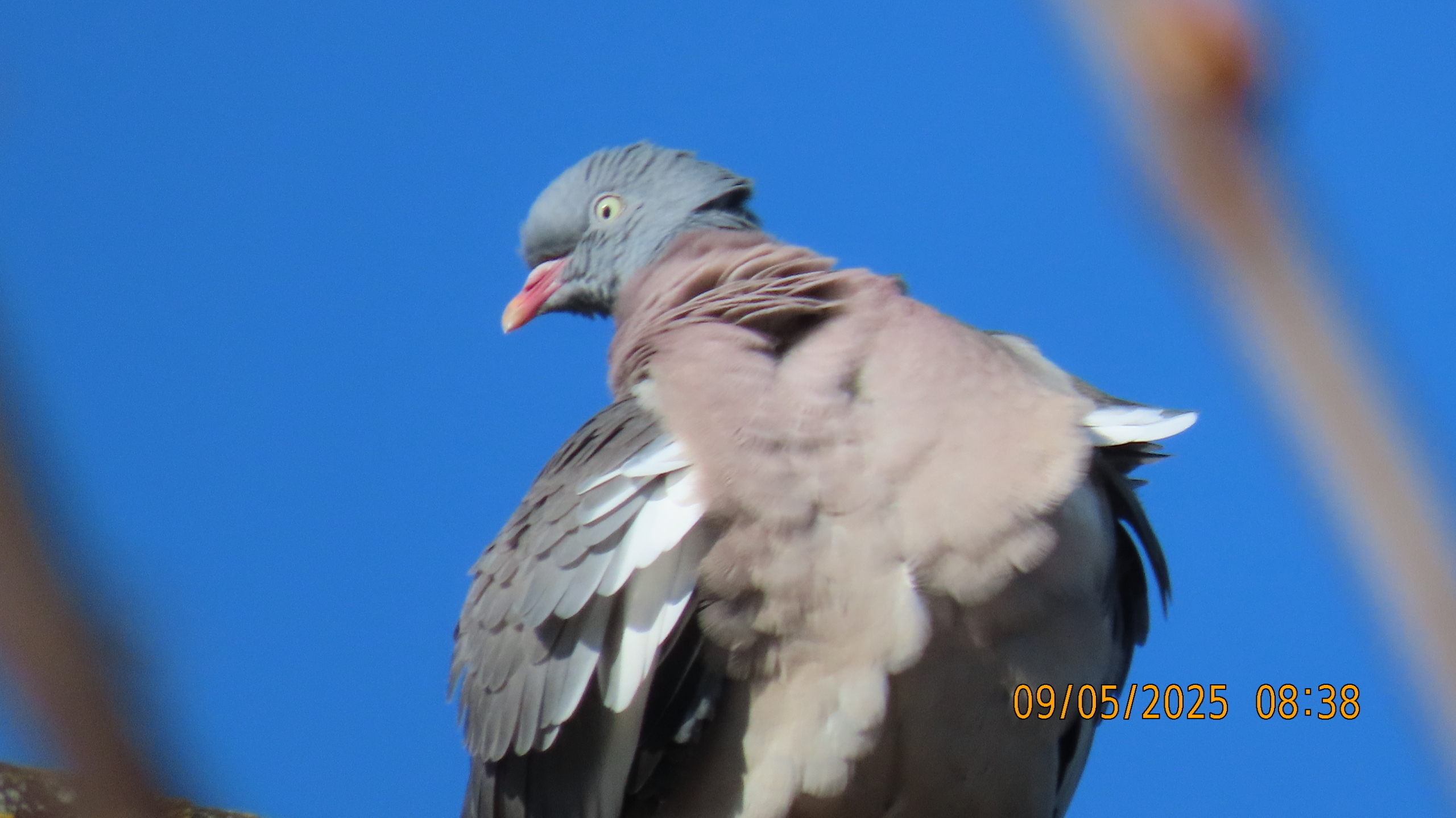 9 мая 2025 в Межстоличье. Вечная память воинам ВОВ