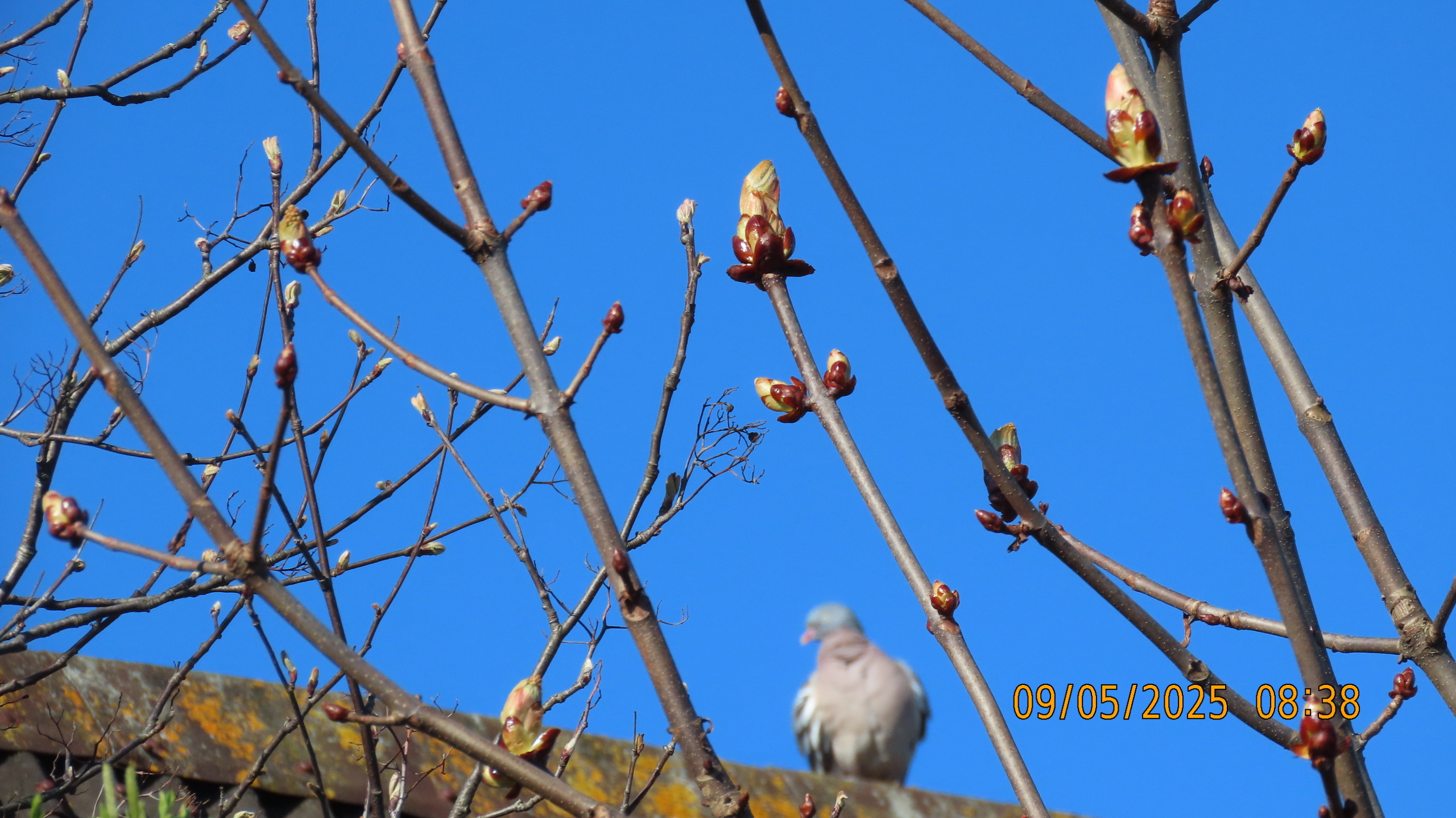 9 мая 2025 в Межстоличье. Вечная память воинам ВОВ