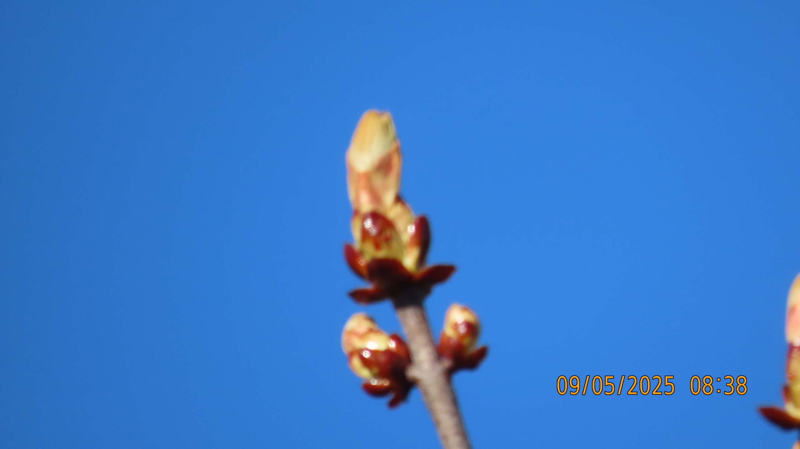 9 мая 2025 в Межстоличье. Вечная память воинам ВОВ