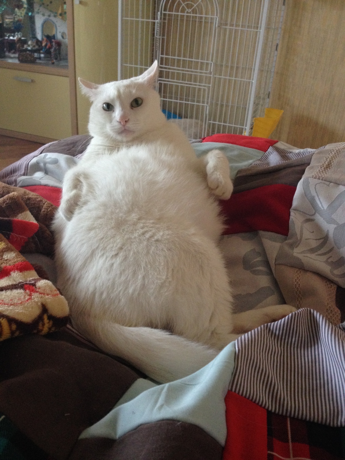 Судебный спор о коте. Делили-делили, плакали-плакали и даже подрались, в итоге помирились!:)