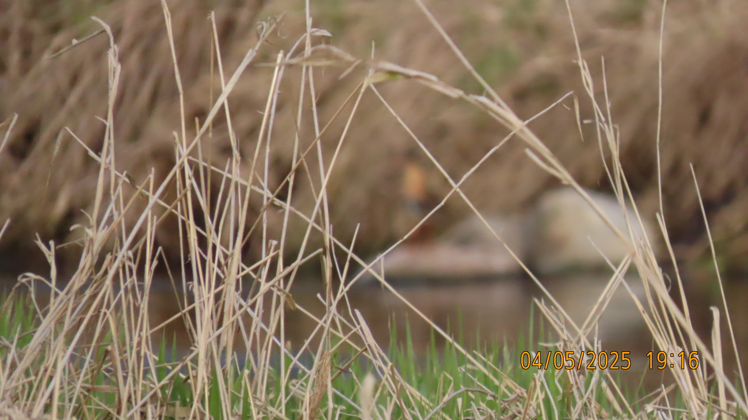 Звездное сияние Ижоры в Межстоличьи.