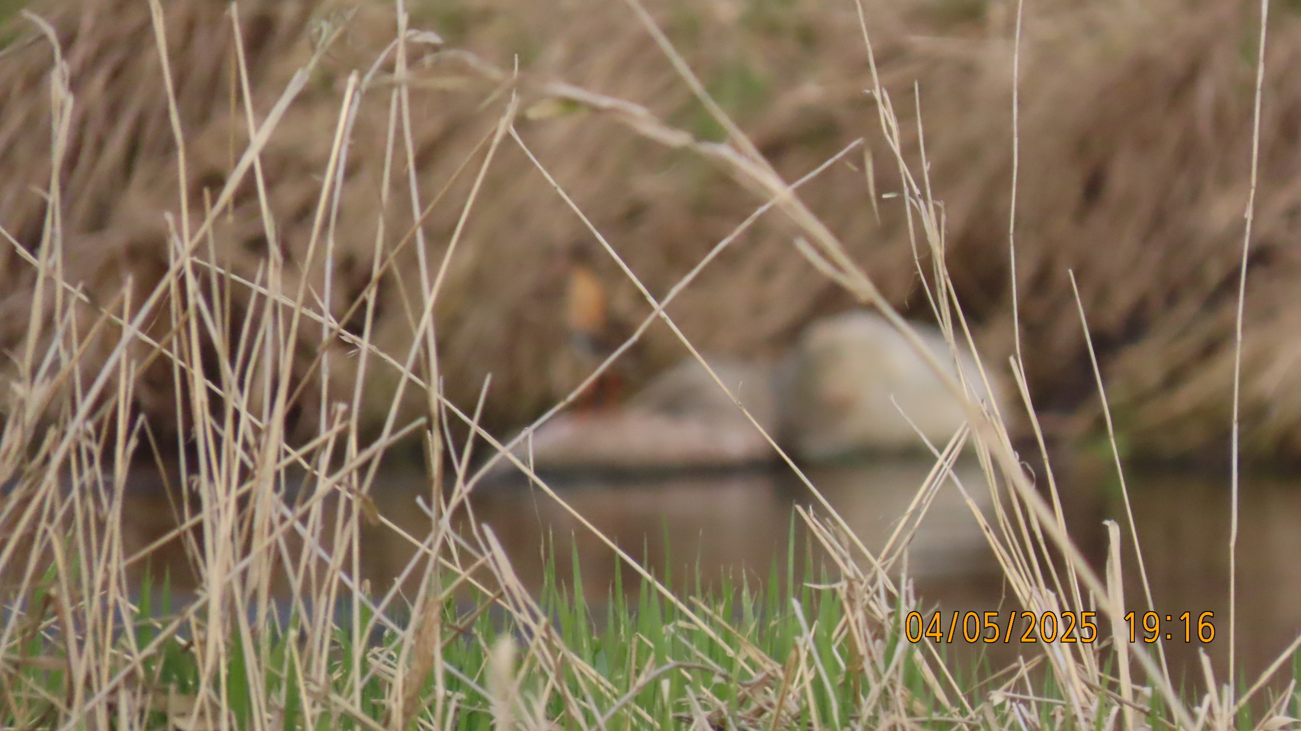 Звездное сияние Ижоры в Межстоличьи.
