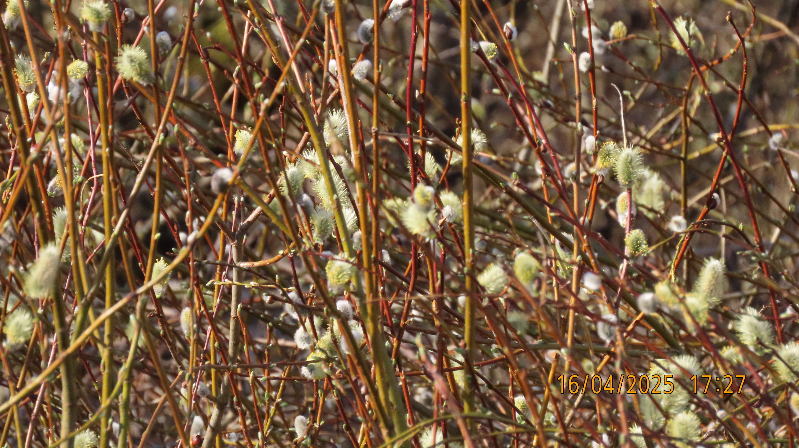 Звездное сияние Ижоры в Межстоличьи.
