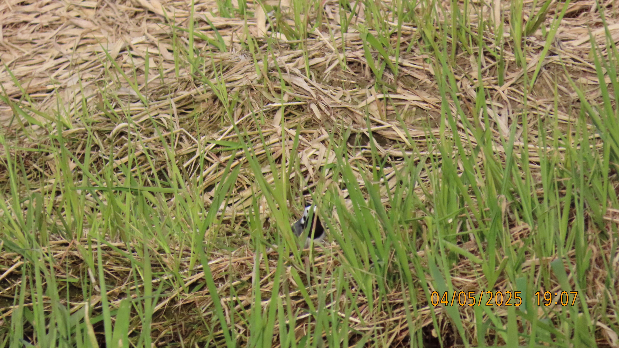 Звездное сияние Ижоры в Межстоличьи.
