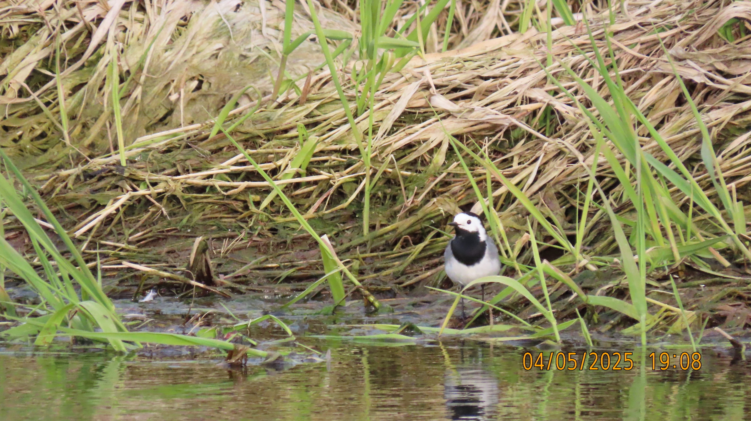 Звездное сияние Ижоры в Межстоличьи.