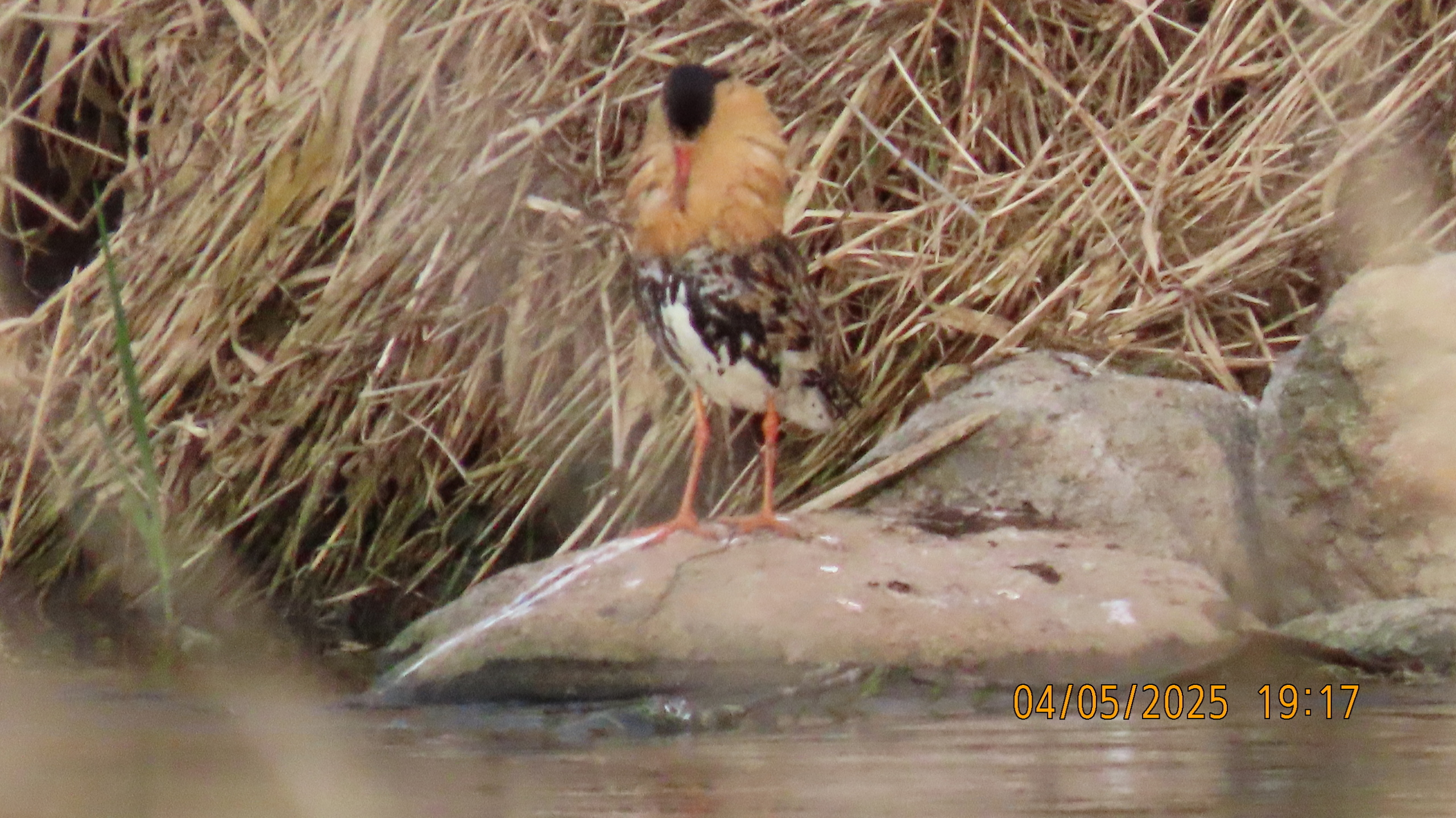 Звездное сияние Ижоры в Межстоличьи. Часть вторая "Жар-птица"