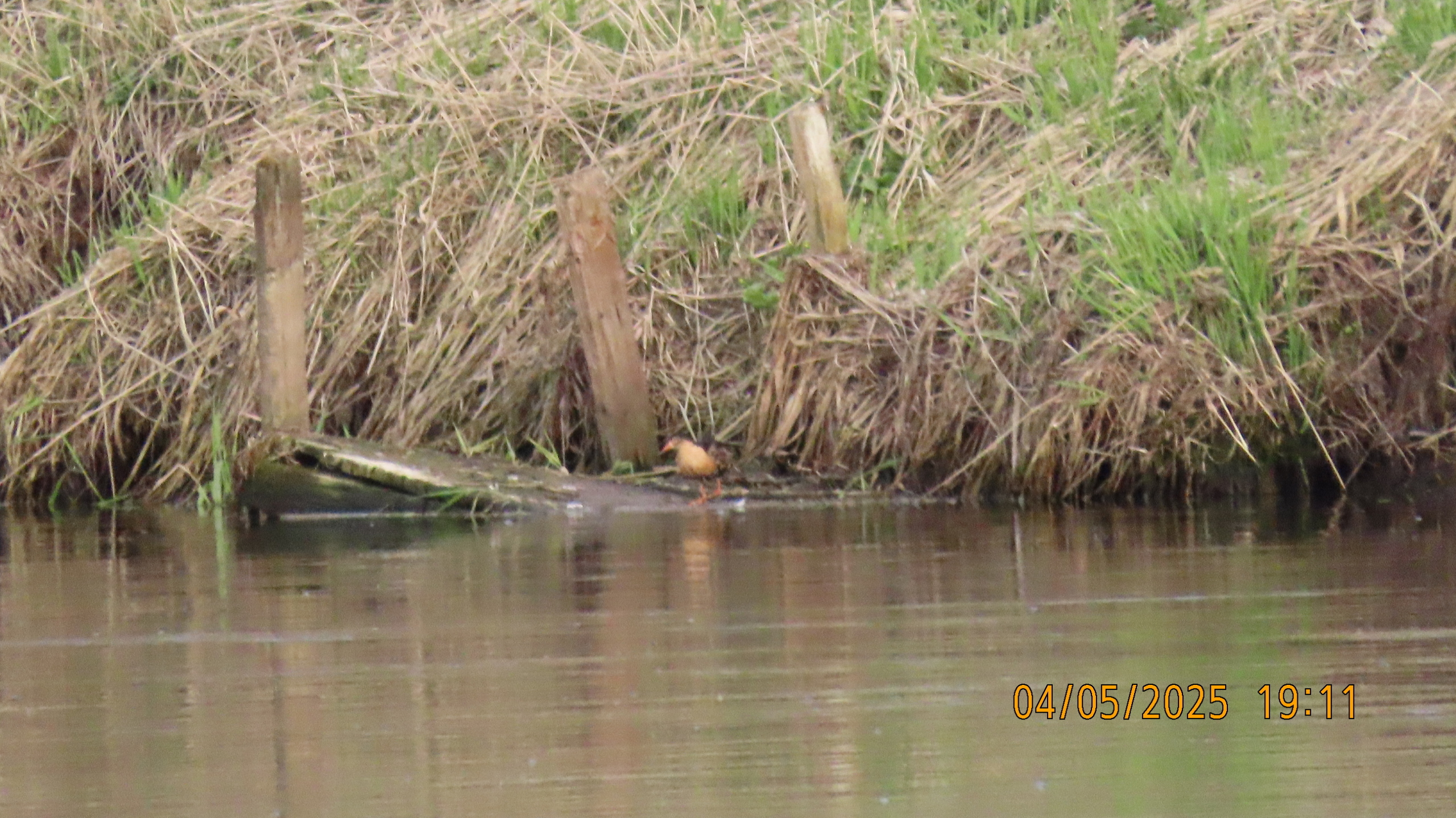 Звездное сияние Ижоры в Межстоличьи. Часть вторая "Жар-птица"