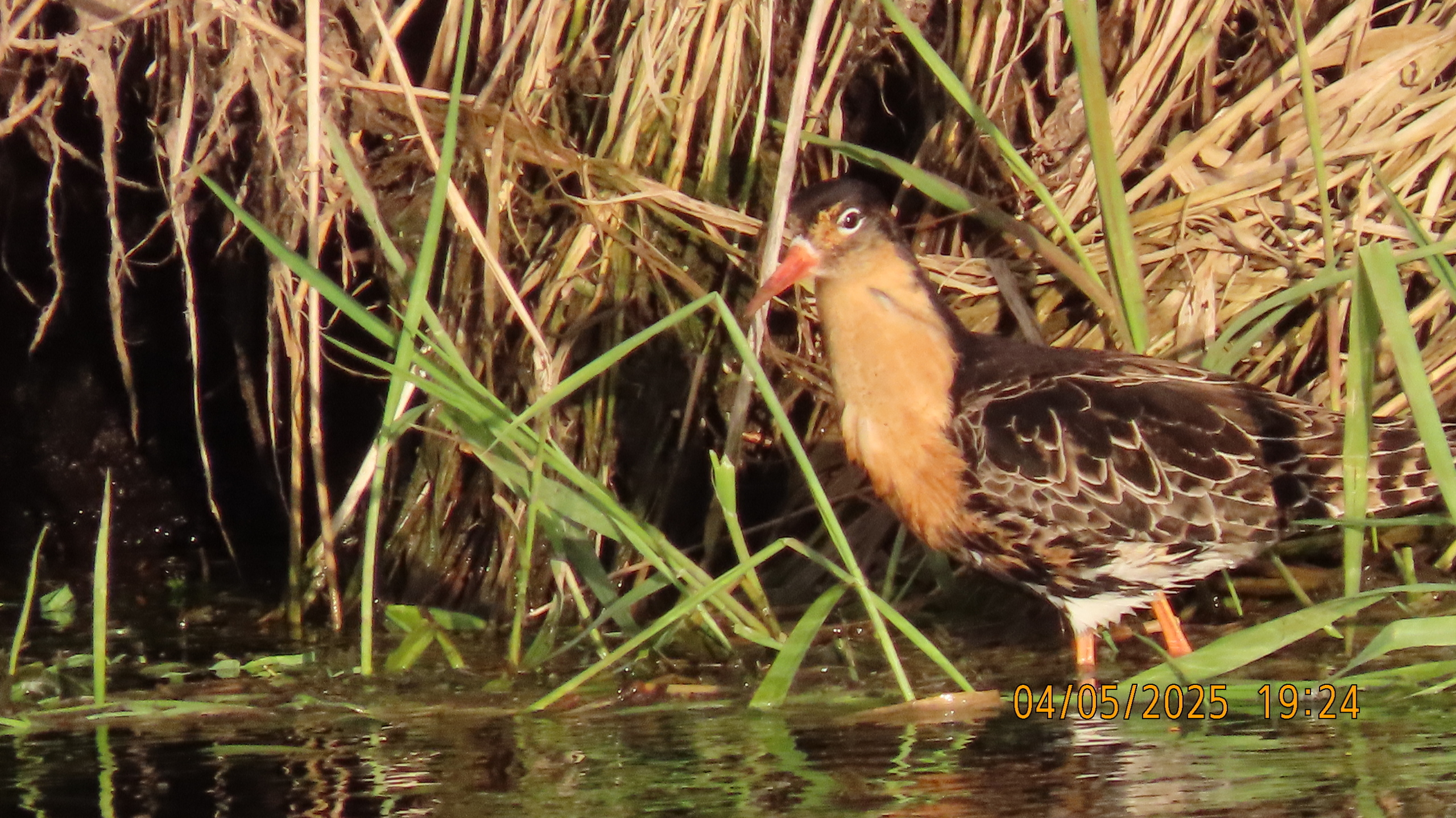 Звездное сияние Ижоры в Межстоличьи. Часть вторая "Жар-птица"