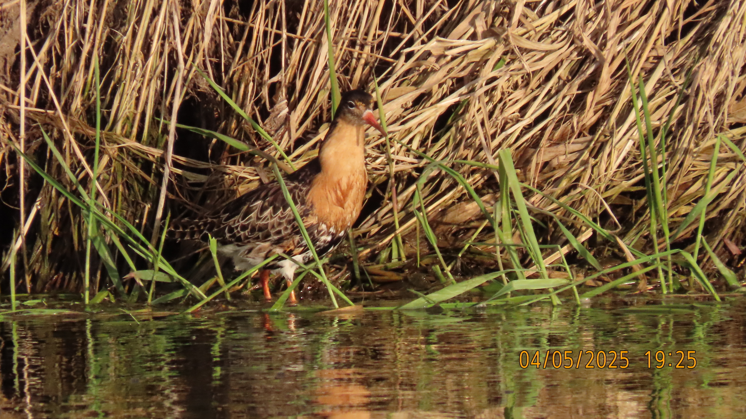 Звездное сияние Ижоры в Межстоличьи. Часть вторая "Жар-птица"