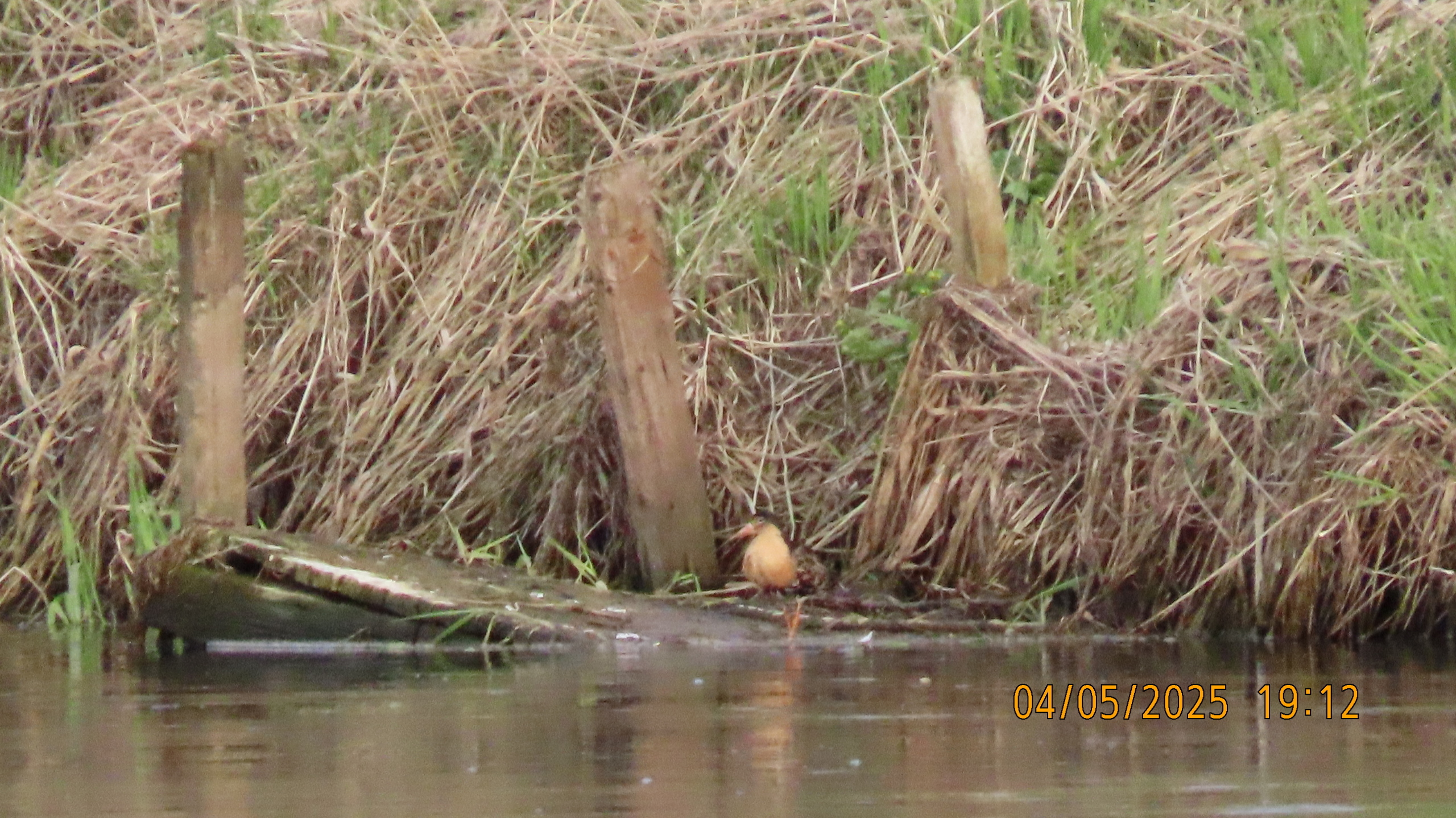 Звездное сияние Ижоры в Межстоличьи. Часть вторая "Жар-птица"