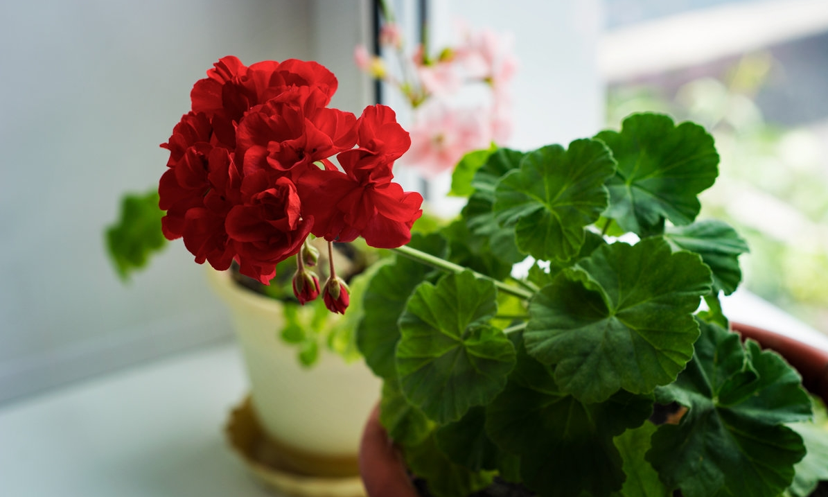 ЗАПАХ ТЕЛА ТВОЕГО. Почему его запах сводит тебя с ума? Тайный код любви от древних богинь до современных подружек!