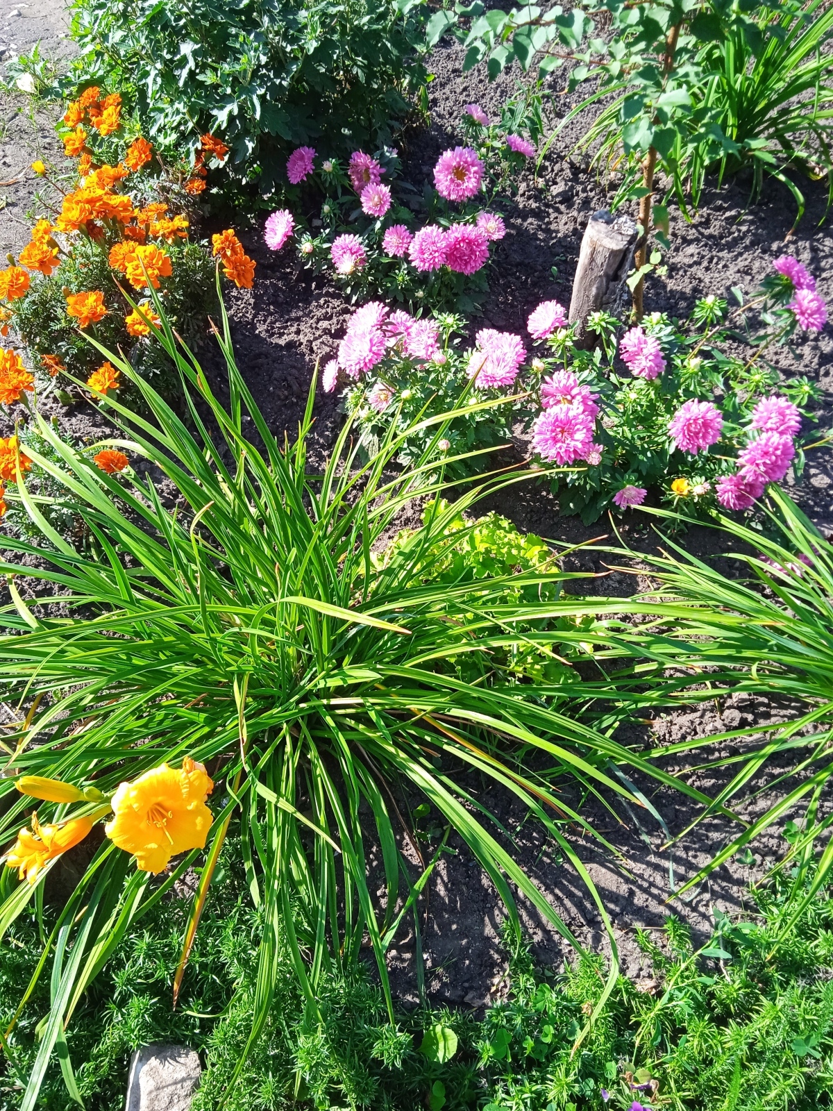 "Красота спасет мир": как мне удалось создать красивую клумбу и небольшой сад под окнами своей квартиры