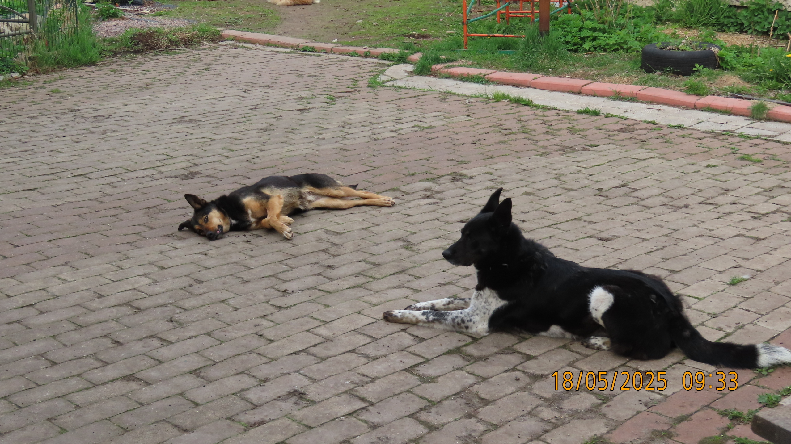 Опять страсти по мангалам.