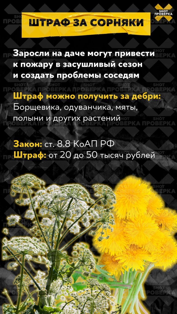От 2,5 до 5 тысяч рублей за штуку: россиянам грозят крупные штрафы за сбор редких грибов. Какие проходим мимо?