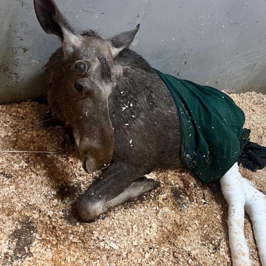 🫎 Брошенному сбитому лосю оказали помощь.