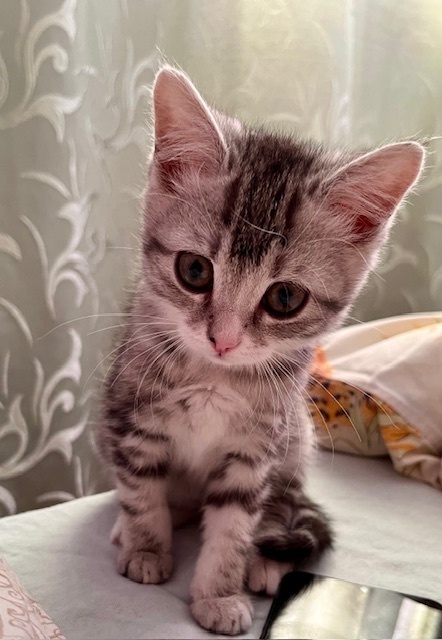 Животные – не вещи! Жестокость – не норма. Почему живодёров до сих пор не проверяют у психиатров?