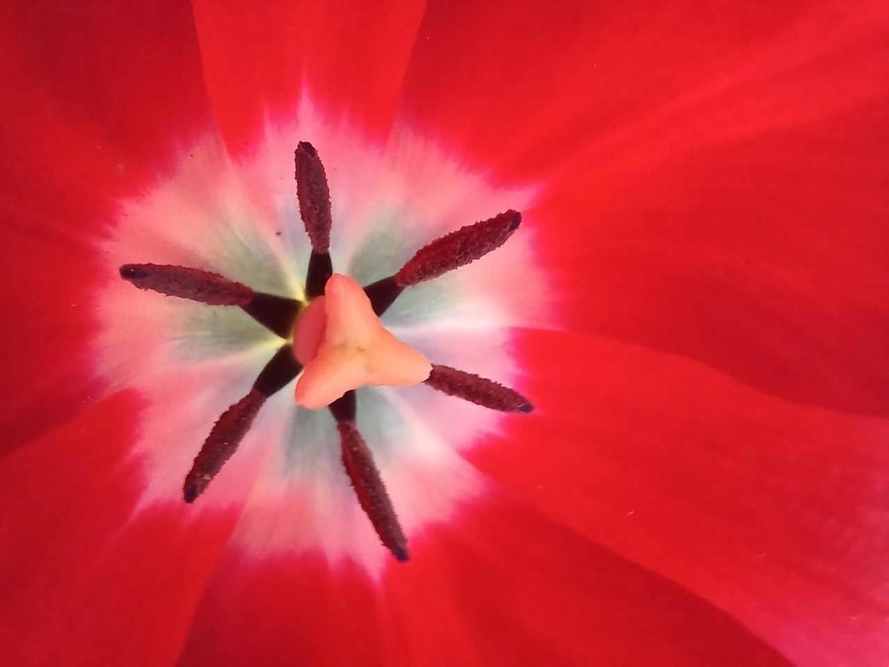 Заглянула в самое сердце или сердцевинку...