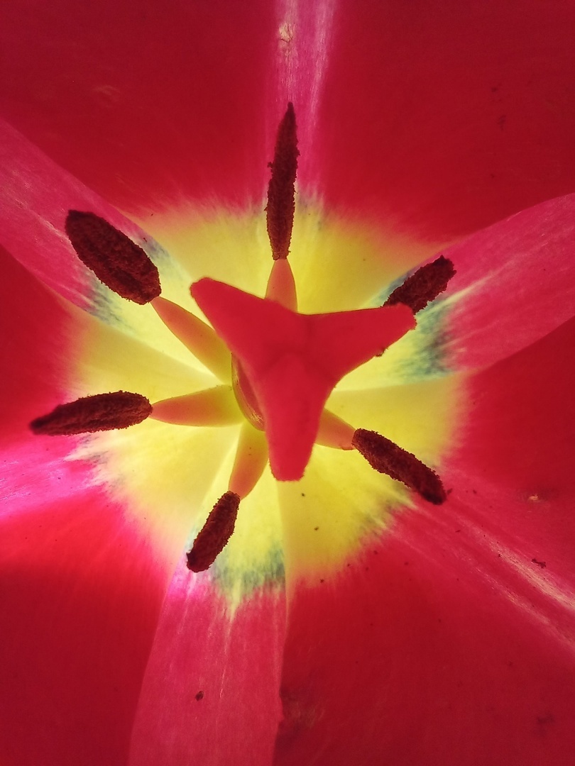 Заглянула в самое сердце или сердцевинку...