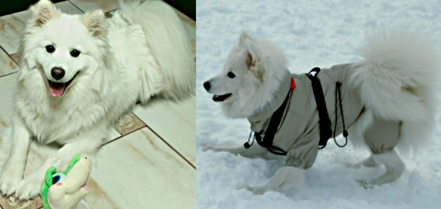 Моя радость, милый зверь и Ангел на Земле