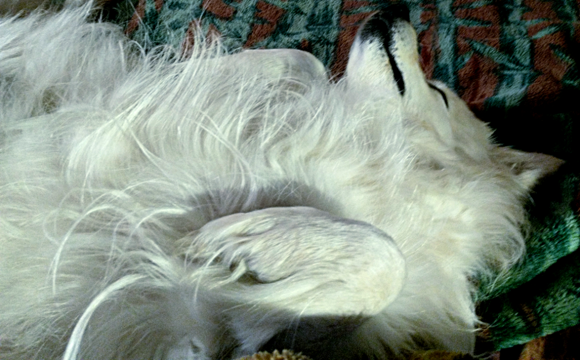 Моя радость, милый зверь и Ангел на Земле