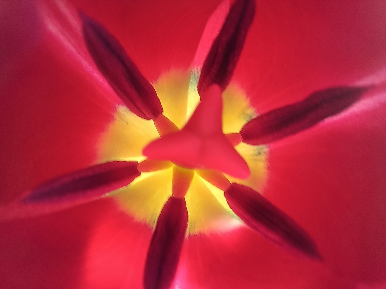 Заглянула в самое сердце или сердцевинку...