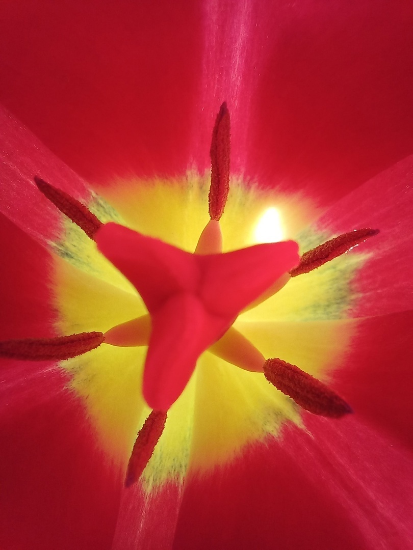 Заглянула в самое сердце или сердцевинку...