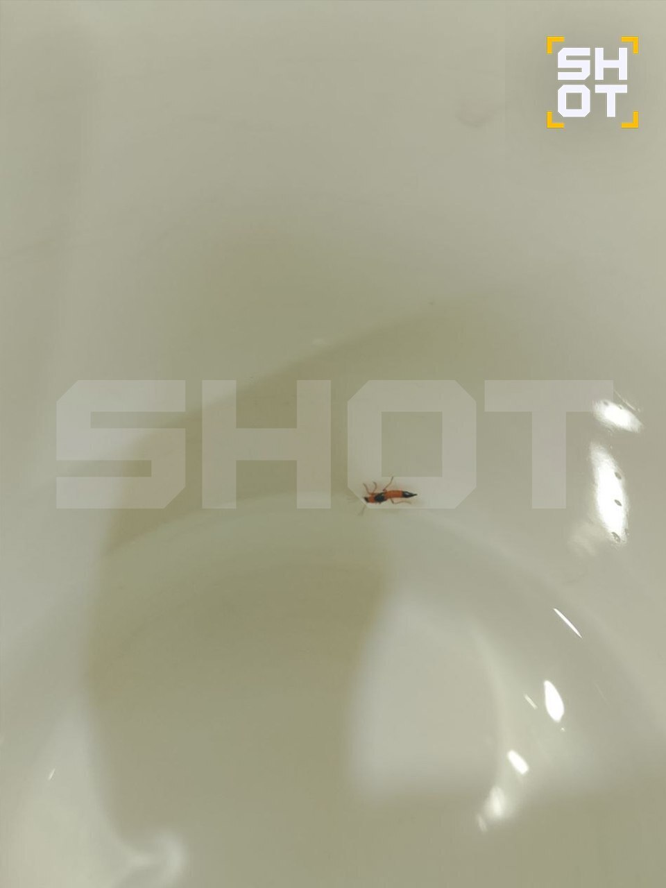 На российских туристов во Вьетнаме и Индонезии нападают летающие ядовитые жуки, оставляя на их коже ожоги и язвы