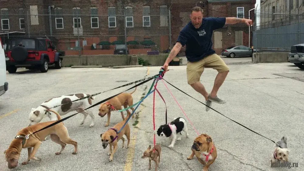 🐕 Выгул собак: права, обязанности и ответственность владельцев