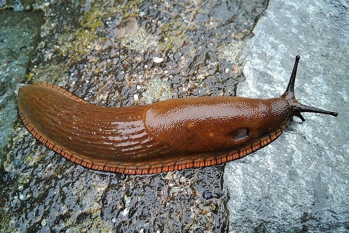 Москву и Подмосковье ждёт нашествие гигантских слизней