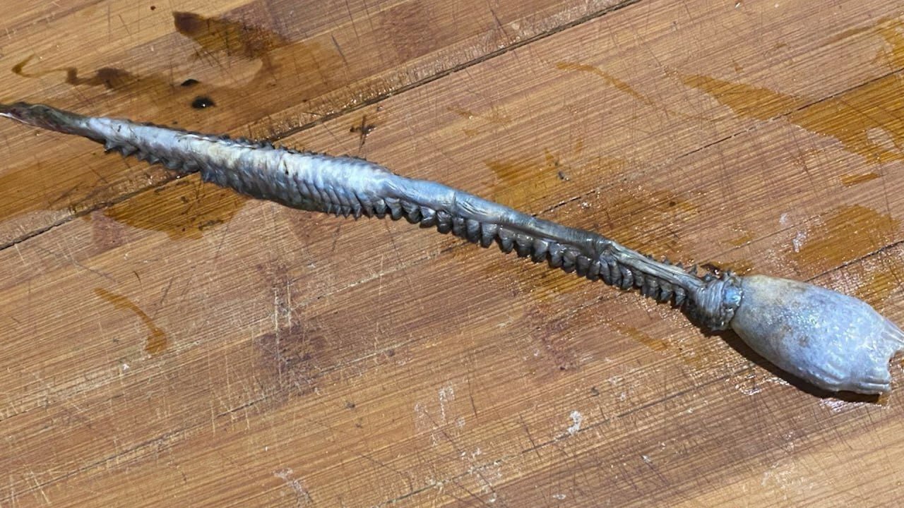 «Нечто», похожее на существо из фильма «Чужой», обнаружено Магаданскими рыбаками в пойманной камбале