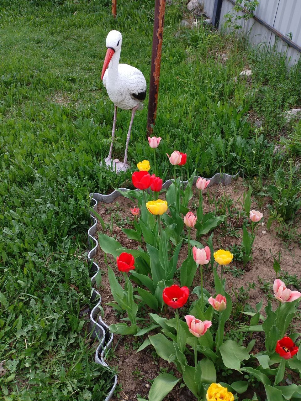 Первые весенние цветы: яркие тюльпаны