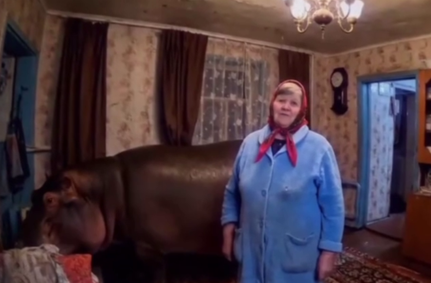 Не кошка и не собака: 72-летняя Валентина Ивановна выгуливает бегемота во дворе