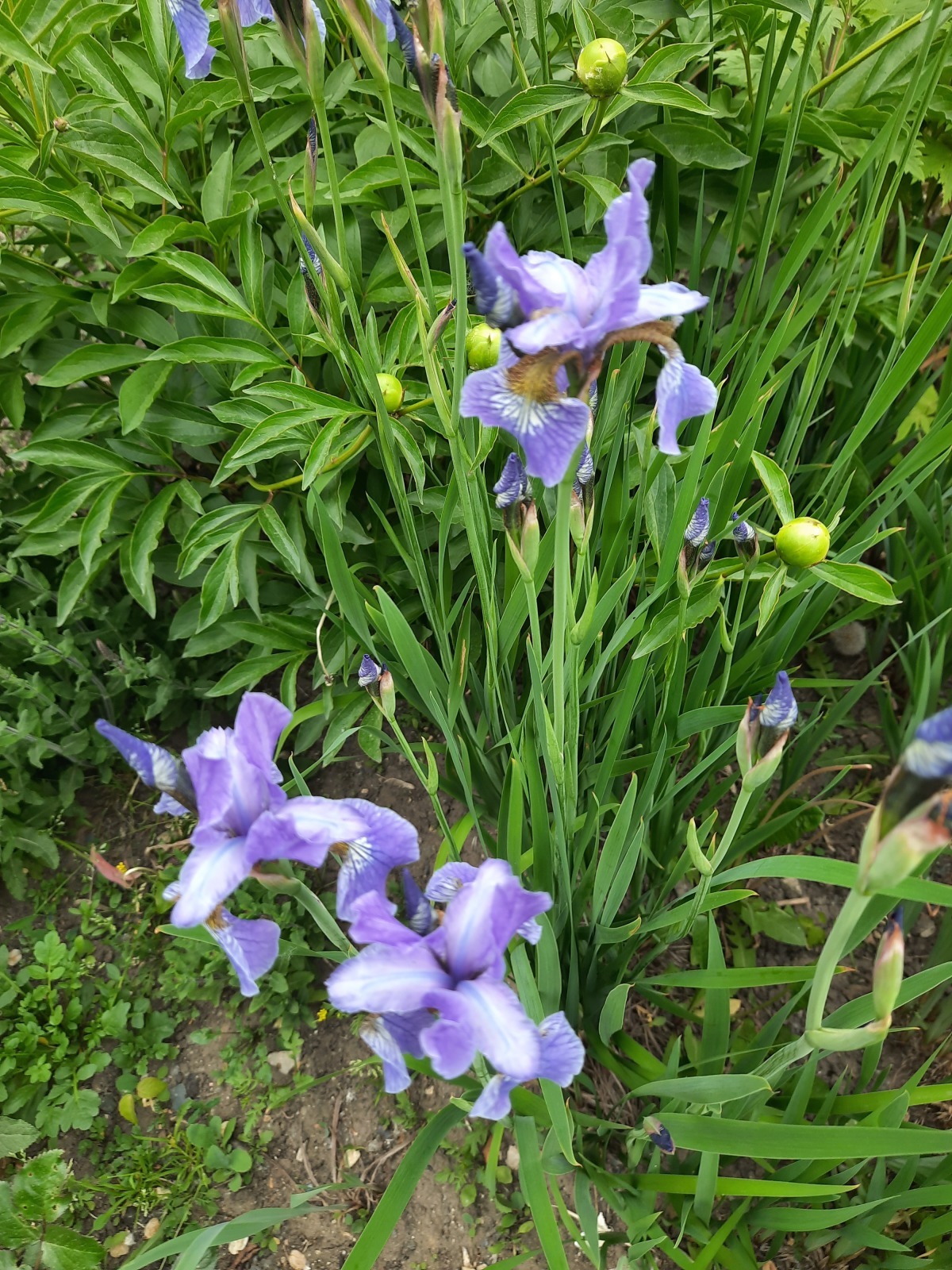 Лето! Медведково в цвету!