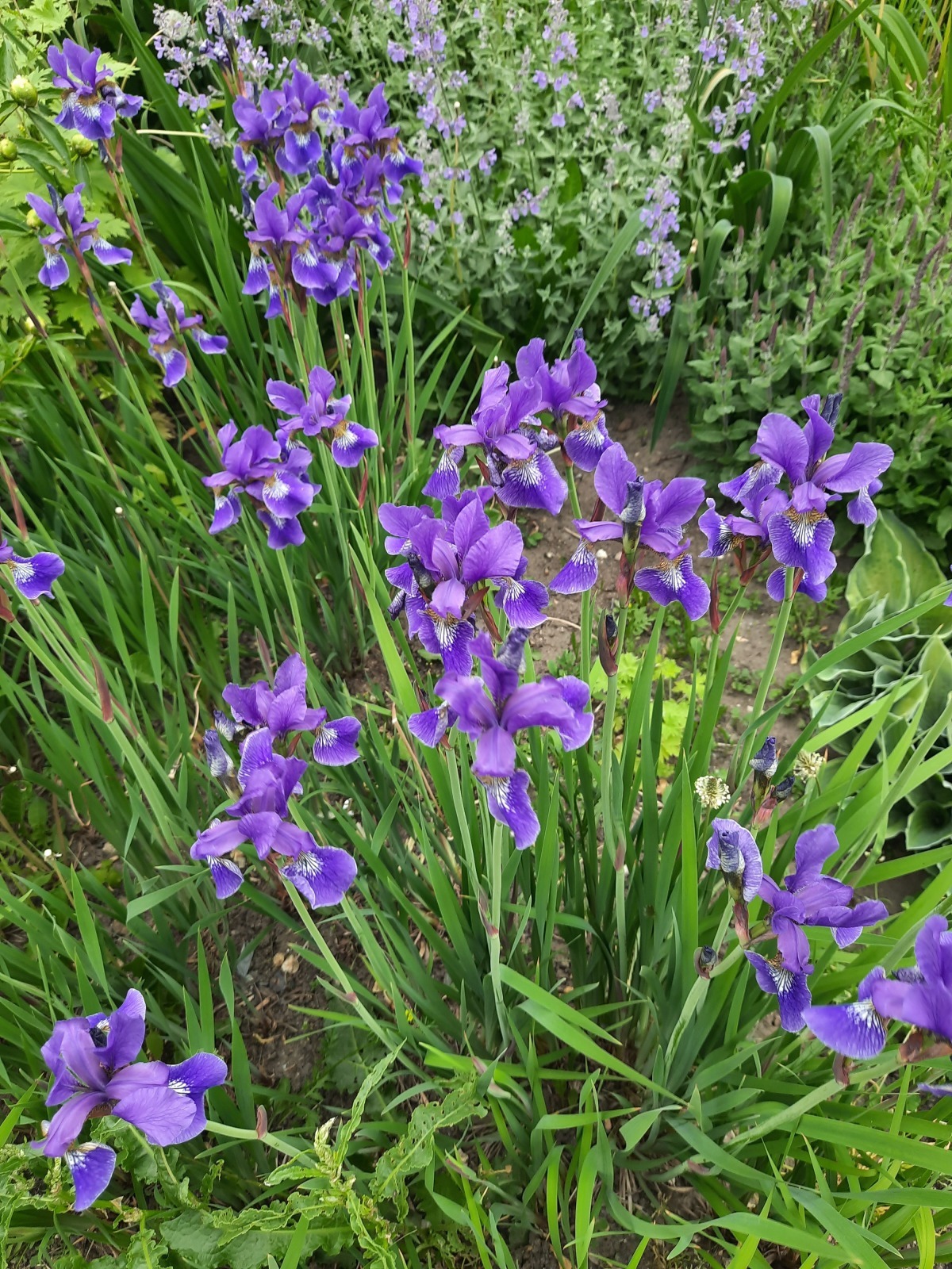 Лето! Медведково в цвету!