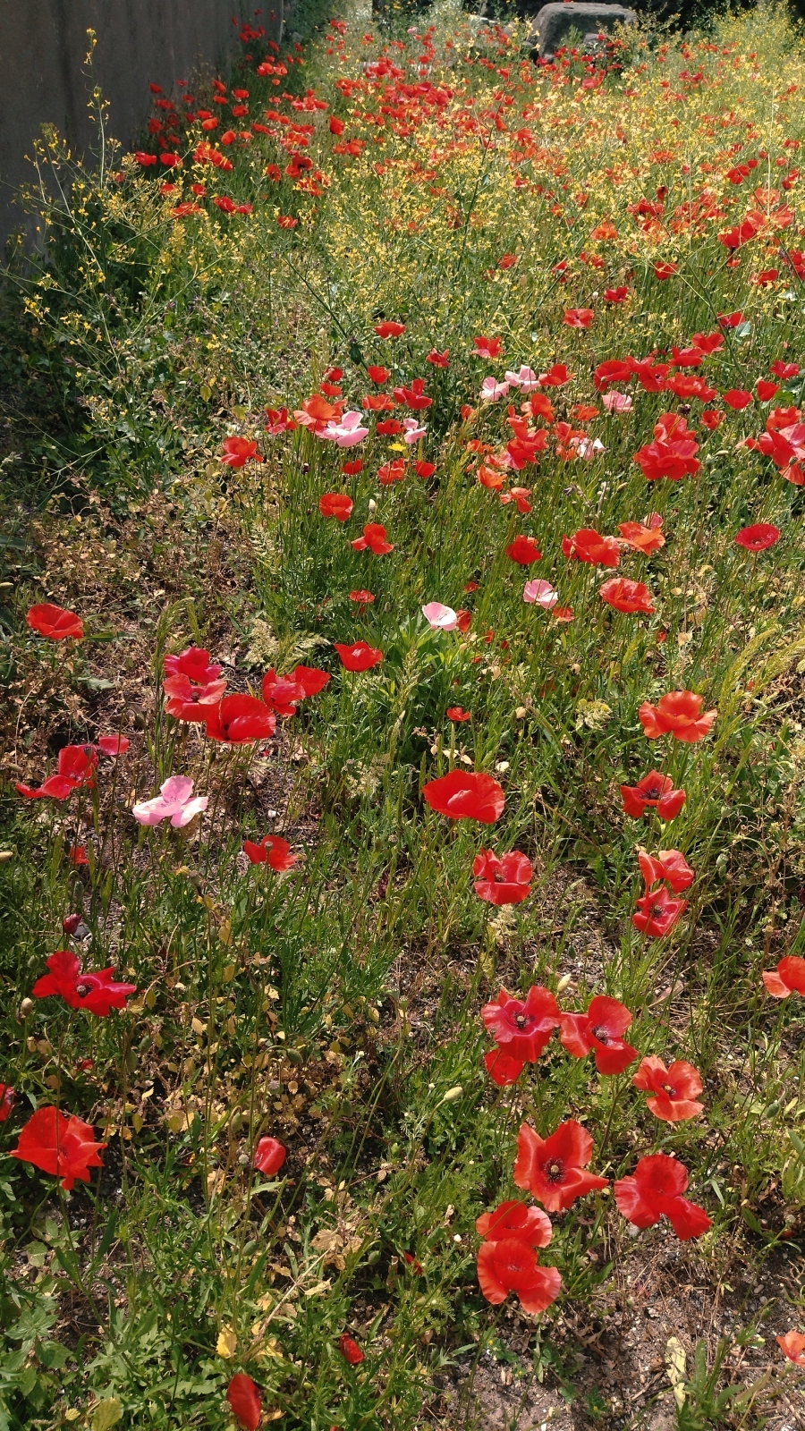 Рим в конце мая