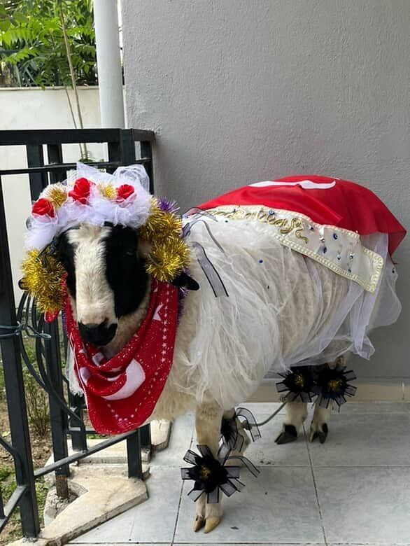 Турецкая традиция, которая вызывает у меня горечь, слёзы и низкое давление