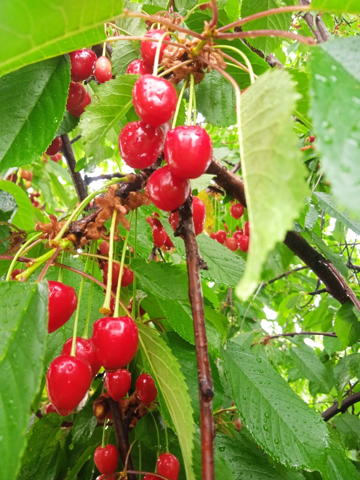 У тебя дача, что в Анапе? Фрукты южные растут и ягоды рано спеют!