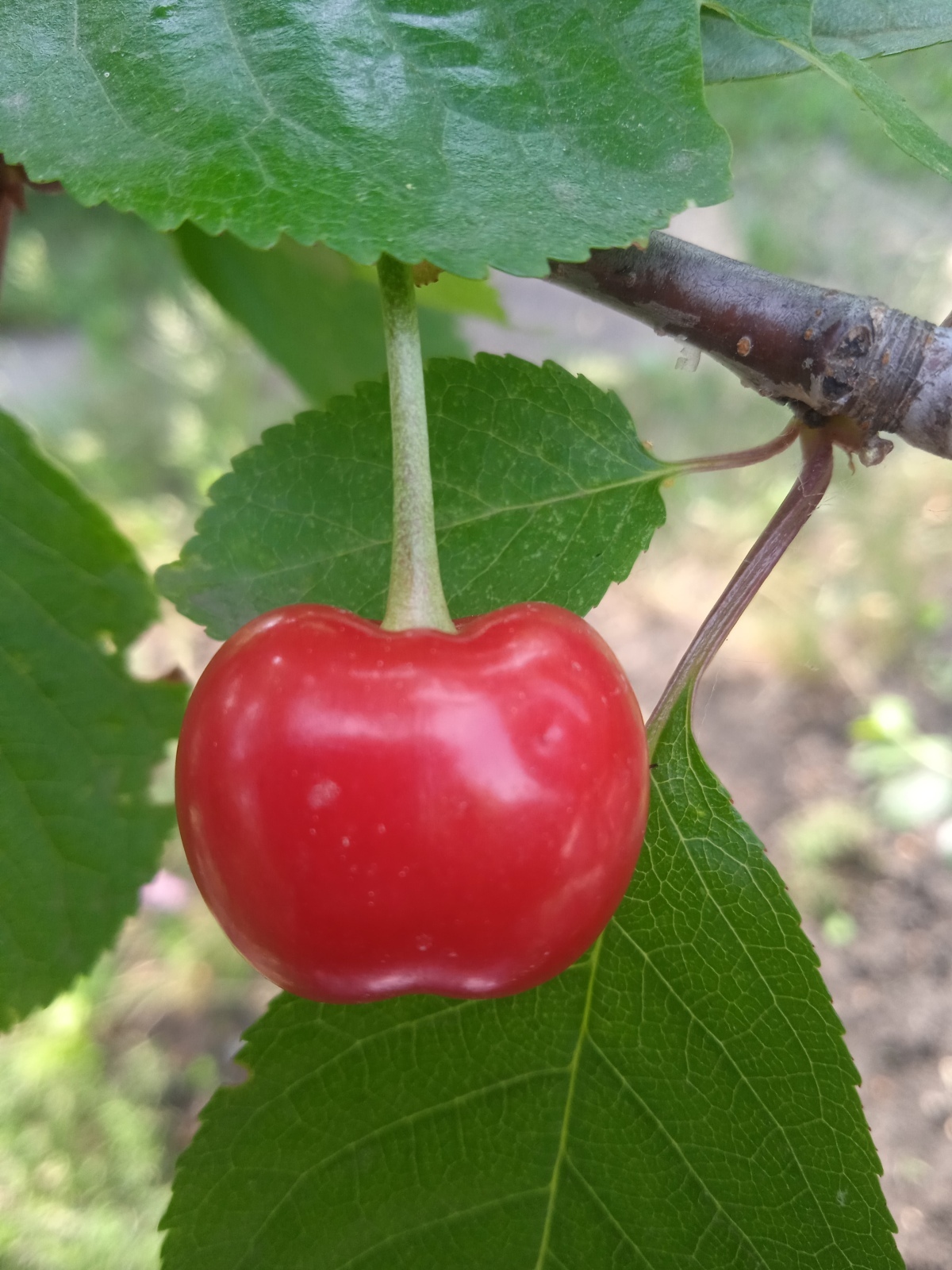 У тебя дача, что в Анапе? Фрукты южные растут и ягоды рано спеют!