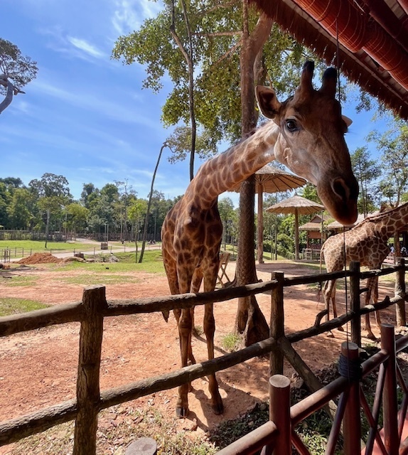 В Госдуме предложили ввести новое понятие "самопутешественник". Кто это и зачем нужно?