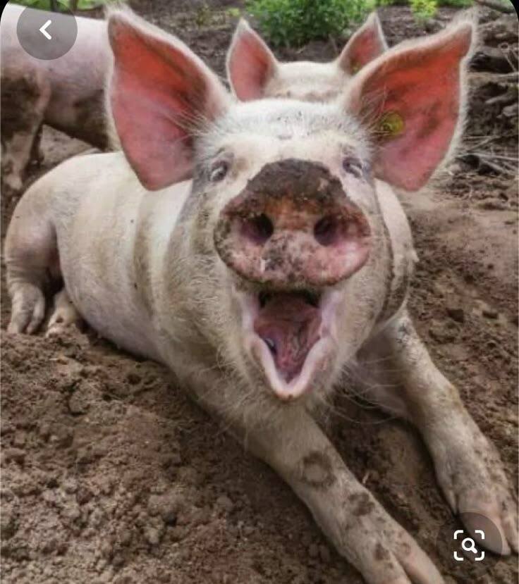 Российские производители отличились: в «мусульманской» колбасе нашли свинину