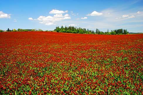 🟩Народная медицина: Цветочный ковер из маленьких шариков и оглушающий медовый аромат превращают обычное поле в произведение искусства